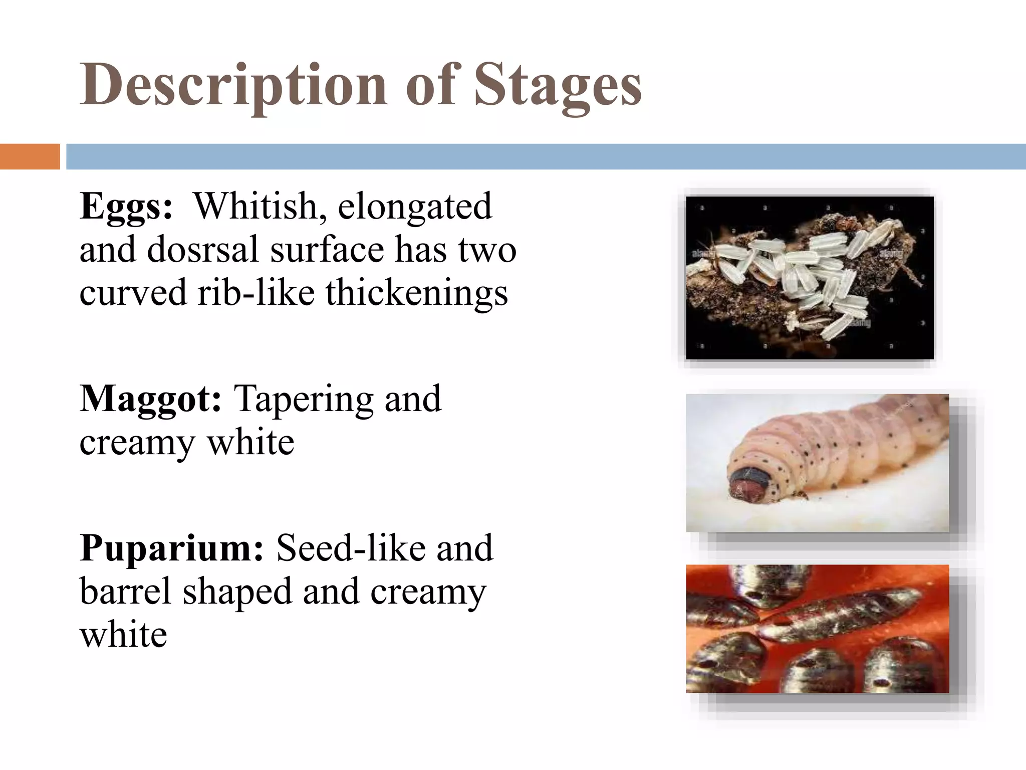 Description of Stages
Eggs: Whitish, elongated
and dosrsal surface has two
curved rib-like thickenings
Maggot: Tapering and
creamy white
Puparium: Seed-like and
barrel shaped and creamy
white