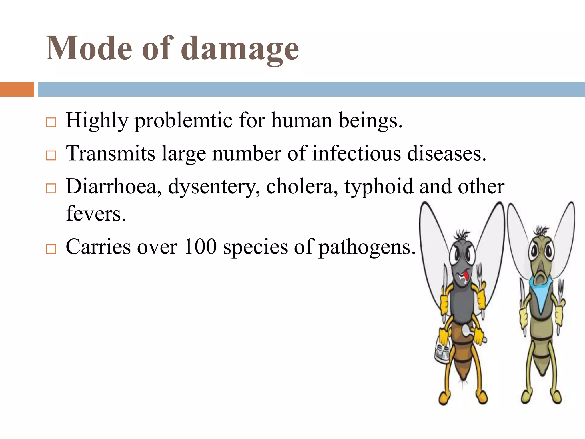 Mode of damage
Highly problemtic for human beings.
Transmits large number of infectious diseases.
Diarrhoea, dysentery, cholera, typhoid and other
fevers.
Carries over 100 species of pathogens.