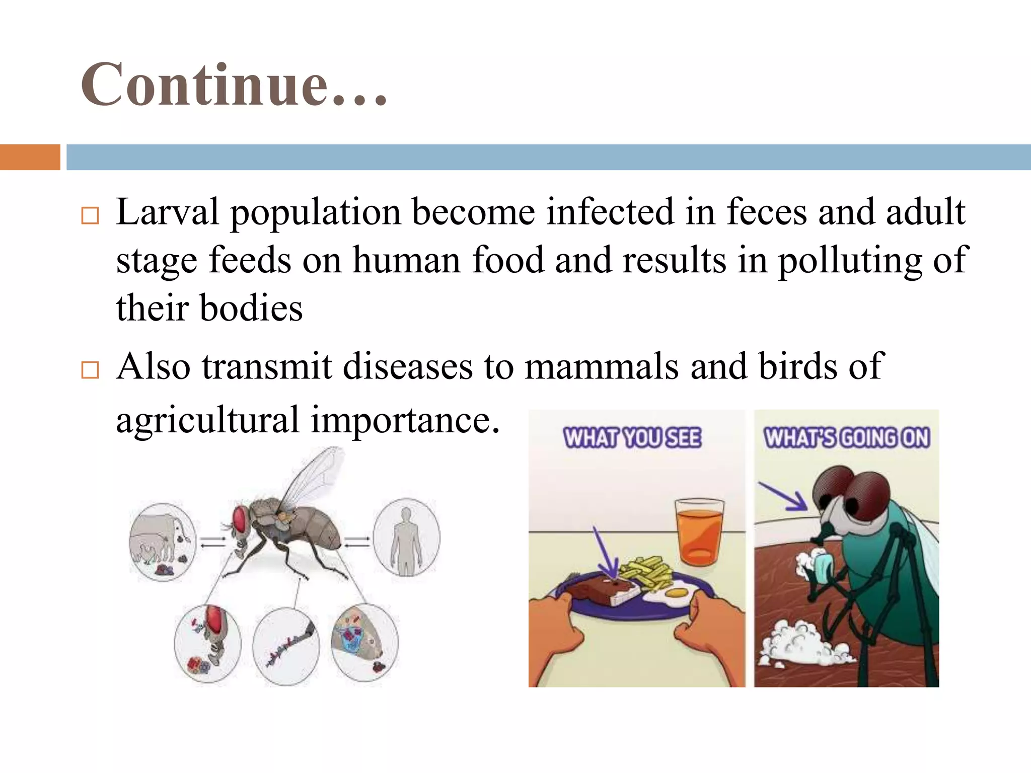 Continue…
Larval population become infected in feces and adult
stage feeds on human food and results in polluting of
their bodies
Also transmit diseases to mammals and birds of
agricultural importance.