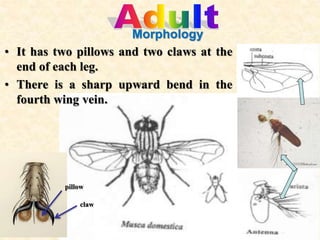 House Fly Dissection house fly.ppt