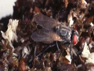 Is it Honey Bee or HoneyBee? Bed Bug or Bedbug? House Fly or Housefly?