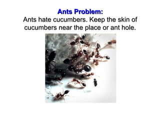 Ants Problem:
Ants hate cucumbers. Keep the skin of
cucumbers near the place or ant hole.

 