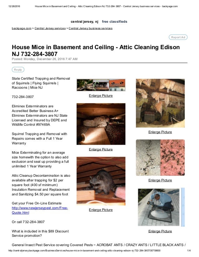 House Mice In Basement And Ceiling Attic Cleaning Manalapan