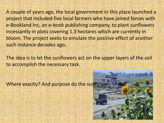 A couple of years ago, the local government in this place launched a
project that included five local farmers who have joined forces with
e-Bookland Inc, an e-book publishing company, to plant sunflowers
incessantly in plots covering 1.3 hectares which are currently in
bloom. The project seeks to emulate the positive effect of another
such instance decades ago.
The idea is to let the sunflowers act on the upper layers of the soil
to accomplish the necessary task.
Where exactly? And purpose do the sunflowers serve?
 