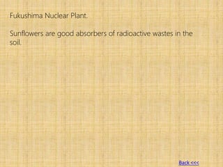Fukushima Nuclear Plant.
Sunflowers are good absorbers of radioactive wastes in the
soil.
Back <<<
 