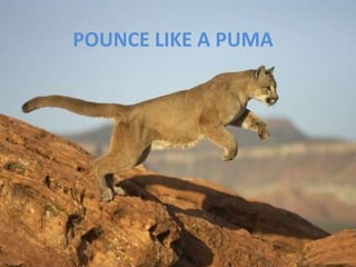 POUNCE LIKE A PUMA
 