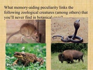 What memory-aiding peculiarity links the
following zoological creatures (among others) that
you’ll never find in botanical ones?
 