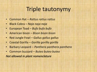 Triple tautonymy
• Common Rat – Rattus rattus rattus
• Black Cobra – Naja naja naja
• European Toad – Bufo bufo bufo
• American bison – Bison bison bison
• Red Jungle Fowl – Gallus gallus gallus
• Coastal Gorilla – Gorilla gorilla gorilla
• Barbary Leopard – Panthera panthera panthera
• Common buzzard – Buteo buteo buteo
Not allowed in plant nomenclature
 