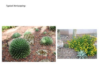 Typical	
  Xeriscaping:	
  
 