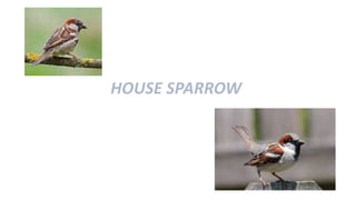 HOUSE SPARROW
 