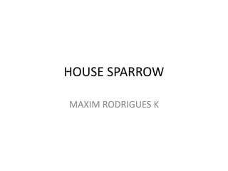 HOUSE SPARROW
MAXIM RODRIGUES K
 