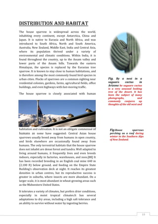 10
Distribution and habitat
The house sparrow is widespread across the world,
inhabiting every continent, except Antarctica, China and
Japan. It is native to Eurasia and North Africa, and was
introduced to South Africa, North and South America,
Australia, New Zealand, Middle East, India and Central Asia,
where its population thrived under a variety of
environmental and climatic conditions. Within India, it is
found throughout the country, up to the Assam valley and
lower parts of the Assam hills. Towards the eastern
Himalayas, the species is replaced by the Eurasian tree
sparrow. It is known to stay close to human habitations, and
is therefore among the most commonly found bird species in
urban cities. Flocks of sparrows are a common sighting near
residential colonies, gardens, farms, agricultural fields, office
buildings, and even highways with fast-moving traffic.
The house sparrow is closely associated with human
habitation and cultivation. It is not an obligate commensal of
humans as some have suggested: Central Asian house
sparrows usually breed away from humans in open country,
and birds elsewhere are occasionally found away from
humans. The only terrestrial habitats that the house sparrow
does not inhabit are dense forest and tundra. Well adapted to
living around humans, it frequently lives and even breeds
indoors, especially in factories, warehouses, and zoos.[88] It
has been recorded breeding in an English coal mine 640 m
(2,100 ft) below ground, and feeding on the Empire State
Building's observation deck at night. It reaches its greatest
densities in urban centres, but its reproductive success is
greater in suburbs, where insects are more abundant. On a
larger scale, it is most abundant in wheat-growing areas such
as the Midwestern United States.
It tolerates a variety of climates, but prefers drier conditions,
especially in moist tropical climates.It has several
adaptations to dry areas, including a high salt tolerance and
an ability to survive without water by ingesting berries.
Fig. By a nest in a
saguaro cactus in
Arizona he saguaro cactus
is a very unusual looking
tree of the desert. It has
been the subject of many
photographs, and
commonly conjures up
thoughts of the old west and
the beauty of the Southwest
desert.
Fig.House sparrows
perching on a roof during
winter in the Southern Alps
of New Zealand.
 