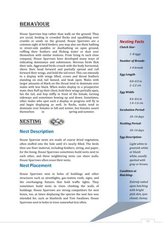 11
Behaviour
House Sparrows hop rather than walk on the ground. They
are social, feeding in crowded flocks and squabbling over
crumbs or seeds on the ground. House Sparrows are a
common sight at bird feeders; you may also see them bathing
in street-side puddles or dustbathing on open ground,
ruffling their feathers and flicking water or dust over
themselves with similar motions. From living in such close
company, House Sparrows have developed many ways of
indicating dominance and submission. Nervous birds flick
their tails. Aggravated birds crouch with the body horizontal,
shove their head forward and partially spread and roll
forward their wings, and hold the tail erect. This can intensify
to a display with wings lifted, crown and throat feathers
standing on end, tail fanned, and beak open. Males with
larger amounts of black on the throat tend to dominate over
males with less black. When males display to a prospective
mate, they fluff up their chest, hold their wings partially open,
fan the tail, and hop stiffly in front of the female, turning
sideways and sometimes bowing up and down. Sometimes,
other males who spot such a display in progress will fly in
and begin displaying as well. In flocks, males tend to
dominate over females in fall and winter, but females assert
themselves in spring and summer.
Nesting
Nest Description
House Sparrow nests are made of coarse dried vegetation,
often stuffed into the hole until it’s nearly filled. The birds
then use finer material, including feathers, string, and paper,
for the lining. House Sparrows sometimes build nests next to
each other, and these neighboring nests can share walls.
House Sparrows often reuse their nests.
NestPlacement
House Sparrows nest in holes of buildings and other
structures such as streetlights, gas-station roofs, signs, and
the overhanging fixtures that hold traffic lights. They
sometimes build nests in vines climbing the walls of
buildings. House Sparrows are strong competitors for nest
boxes, too, at times displacing the species the nest box was
intended for, such as bluebirds and Tree Swallows. House
Sparrows nest in holes in trees somewhat less often.
Nesting Facts
Clutch Size-
1–8 eggs
Number of Broods-
1-4 broods
Egg Length-
0.8–0.9 in
2–2.2 cm
Egg Width-
0.6–0.6 in
1.4–1.6 cm
Incubation Period-
10–14 days
Nestling Period-
10–14 days
Egg Description-
Light white to
greenish white
or bluish
white, usually
spotted with
gray or brown.
Condition at
Hatching-
Entirely naked
upon hatching
with bright
pink skin, eyes
closed, clumsy.
 