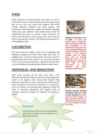 12
Food
House Sparrows eat mostly grains and seeds, as well as
livestock feed and, in cities, discarded food. Among the crops
they eat are corn, oats, wheat, and sorghum. Wild foods
include ragweed, crabgrass and other grasses, and
buckwheat. House Sparrows readily eat birdseed including
millet, milo, and sunflower seeds. Urban birds readily eat
commercial bird seed. In summer, House Sparrows eat
insects and feed them to their young. They catch insects in
the air, by pouncing on them, or by following lawnmowers or
visiting lights at dusk.
Locomotion
The house sparrow's flight is direct (not undulating) and
flapping, averaging 45.5 km/h (28.3 mph) and about 15
wingbeats per second. On the ground, the house sparrow
typically hops rather than walks. It can swim when pressed
to do so by pursuit from predators. Captive birds have been
recorded diving and swimming short distances under water.
Dispersal and migration
Most house sparrows do not move more than a few
kilometres during their lifetimes. However, limited migration
occurs in all regions. Some young birds disperse long
distances, especially on coasts, and mountain birds move to
lower elevations in winter.Two subspecies, P. d. bactrianus
and P. d. parkini, are predominantly migratory. Unlike the
birds in sedentary populations that migrate, birds of
migratory subspecies prepare for migration by putting on
weight.
Fig.Sparrow feeding on rice
in India In towns and
cities, it often scavenges for
food in garbage containers
and congregates in the
outdoors of restaurants and
other eating establishments
to feed on leftover food and
crumbs. It can perform
complex tasks to obtain
food, such as opening
automatic doors to enter
supermarkets, clinging to
hotel walls to watch
vacationers on their
balconies, and nectar
robbing kowhai flowers.
Fig.Two females feeding
on leftover food at a cafe
in New Zealand the house
sparrow feeds largely on
food provided directly or
indirectly by humans, such
as bread, though it prefers
raw seeds.
Cool facts
House Sparrows have been seen stealing food
from American Robins and piercing flowers to
drain them of nectar.
 