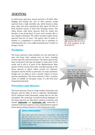 14
Survival
In adult house sparrows, annual survival is 45–65%. After
fledging and leaving the care of their parents, young
sparrows have a high mortality rate, which lessens as they
grow older and more experienced. Only about 20–25% of
birds hatched survive to their first breeding season. The
oldest known wild house sparrow lived for nearly two
decades; it was found dead 19 years and 9 months after it
was ringed in Denmark. The oldest recorded captive house
sparrow lived for 23 years. The typical ratio of males to
females in a population is uncertain due to problems in
collecting data, but a very slight preponderance of males at
all ages is usual.
Predation
The house sparrow's main predators are cats and birds of
prey, but many other animals prey on them, including
corvids, squirrels, and even humans—the house sparrow has
been consumed in the past by people in many parts of the
world, and it still is in parts of the Mediterranean. Most
species of birds of prey have been recorded preying on the
house sparrow in places where records are extensive.
Accipiters and the merlin in particular are major predators,
though cats are likely to have a greater impact on house
sparrow populations. The house sparrow is also a common
victim of roadkill; on European roads, it is the bird most
frequently found dead.
Parasites and disease
The house sparrow is host to a huge number of parasites and
diseases, and the effect of most is unknown. Ornithologist
Ted R. Anderson listed thousands, noting that his list was
incomplete. The commonly recorded bacterial pathogens of
the house sparrow are often those common in humans, and
include Salmonella and Escherichia coli. Salmonella is
common in the house sparrow, and a comprehensive study of
house sparrow disease found it in 13% of sparrows tested.
Fig.A male being eaten by a
cat. Domestic cats are one of
the main predators of the
house sparrow.
Cool facts
House Sparrows aggressively
defend their nest holes. A
scientist in 1889 reported
cases of House Sparrows
attacking 70 different bird
species.
Extra Information
Many people regard House Sparrows as undesirables in their yards, since
they aren't native and can be a menace to native species. House Sparrows
are so closely entwined with people's lives that you probably will find them
around your home even without feeding them. They are frequent visitors to
backyard feeders, where they eat most kinds of birdseed, especially millet,
corn, and sunflower seed.
 