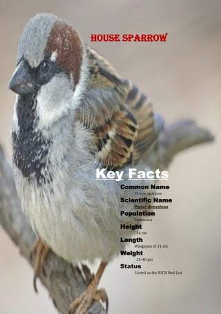 5
House sparrow
Key Facts
Common Name
House sparrow
Scientific Name
Passer domesticus
Population
Unknown
Height
16 cm
Length
Wingspan of 21 cm
Weight
25-40 gm
Status
Listed as the IUCN Red List
 
