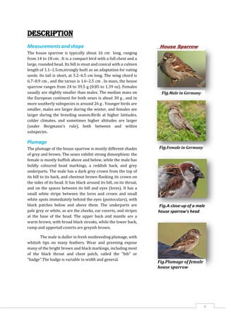 6
Description
Measurements and shape
The house sparrow is typically about 16 cm long, ranging
from 14 to 18 cm . It is a compact bird with a full chest and a
large, rounded head. Its bill is stout and conical with a culmen
length of 1.1–1.5cm,strongly built as an adaptation for eating
seeds. Its tail is short, at 5.2–6.5 cm long. The wing chord is
6.7–8.9 cm , and the tarsus is 1.6–2.5 cm . In mass, the house
sparrow ranges from 24 to 39.5 g (0.85 to 1.39 oz). Females
usually are slightly smaller than males. The median mass on
the European continent for both sexes is about 30 g , and in
more southerly subspecies is around 26 g . Younger birds are
smaller, males are larger during the winter, and females are
larger during the breeding season.Birds at higher latitudes,
colder climates, and sometimes higher altitudes are larger
(under Bergmann's rule), both between and within
subspecies.
Plumage
The plumage of the house sparrow is mostly different shades
of grey and brown. The sexes exhibit strong dimorphism: the
female is mostly buffish above and below, while the male has
boldly coloured head markings, a reddish back, and grey
underparts. The male has a dark grey crown from the top of
its bill to its back, and chestnut brown flanking its crown on
the sides of its head. It has black around its bill, on its throat,
and on the spaces between its bill and eyes (lores). It has a
small white stripe between the lores and crown and small
white spots immediately behind the eyes (postoculars), with
black patches below and above them. The underparts are
pale grey or white, as are the cheeks, ear coverts, and stripes
at the base of the head. The upper back and mantle are a
warm brown, with broad black streaks, while the lower back,
rump and uppertail coverts are greyish brown.
The male is duller in fresh nonbreeding plumage, with
whitish tips on many feathers. Wear and preening expose
many of the bright brown and black markings, including most
of the black throat and chest patch, called the "bib" or
"badge".The badge is variable in width and general.
Fig.Male in Germany
Fig.Female in Germany
House Sparrow
Fig.A close-up of a male
house sparrow's head
Fig.Plumage of female
house sparrow
 