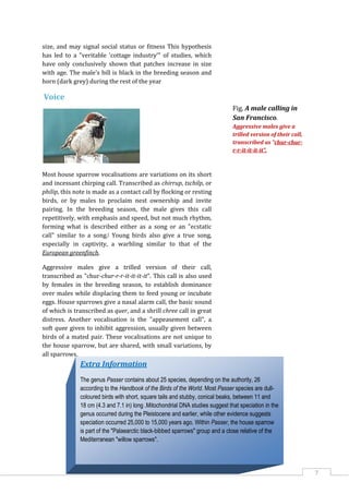 7
size, and may signal social status or fitness This hypothesis
has led to a "veritable 'cottage industry'" of studies, which
have only conclusively shown that patches increase in size
with age. The male's bill is black in the breeding season and
horn (dark grey) during the rest of the year
Voice
Most house sparrow vocalisations are variations on its short
and incessant chirping call. Transcribed as chirrup, tschilp, or
philip, this note is made as a contact call by flocking or resting
birds, or by males to proclaim nest ownership and invite
pairing. In the breeding season, the male gives this call
repetitively, with emphasis and speed, but not much rhythm,
forming what is described either as a song or an "ecstatic
call" similar to a song.[ Young birds also give a true song,
especially in captivity, a warbling similar to that of the
European greenfinch.
Aggressive males give a trilled version of their call,
transcribed as "chur-chur-r-r-it-it-it-it". This call is also used
by females in the breeding season, to establish dominance
over males while displacing them to feed young or incubate
eggs. House sparrows give a nasal alarm call, the basic sound
of which is transcribed as quer, and a shrill chree call in great
distress. Another vocalisation is the "appeasement call", a
soft quee given to inhibit aggression, usually given between
birds of a mated pair. These vocalisations are not unique to
the house sparrow, but are shared, with small variations, by
all sparrows.
Fig. A male calling in
San Francisco.
Aggressive males give a
trilled version of their call,
transcribed as "chur-chur-
r-r-it-it-it-it".
Extra Information
The genus Passer contains about 25 species, depending on the authority, 26
according to the Handbook of the Birds of the World. Most Passer species are dull-
coloured birds with short, square tails and stubby, conical beaks, between 11 and
18 cm (4.3 and 7.1 in) long .Mitochondrial DNA studies suggest that speciation in the
genus occurred during the Pleistocene and earlier, while other evidence suggests
speciation occurred 25,000 to 15,000 years ago. Within Passer, the house sparrow
is part of the "Palaearctic black-bibbed sparrows" group and a close relative of the
Mediterranean "willow sparrows".
 