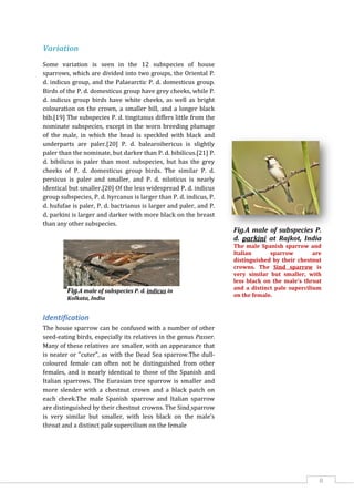 8
Variation
Some variation is seen in the 12 subspecies of house
sparrows, which are divided into two groups, the Oriental P.
d. indicus group, and the Palaearctic P. d. domesticus group.
Birds of the P. d. domesticus group have grey cheeks, while P.
d. indicus group birds have white cheeks, as well as bright
colouration on the crown, a smaller bill, and a longer black
bib.[19] The subspecies P. d. tingitanus differs little from the
nominate subspecies, except in the worn breeding plumage
of the male, in which the head is speckled with black and
underparts are paler.[20] P. d. balearoibericus is slightly
paler than the nominate, but darker than P. d. bibilicus.[21] P.
d. bibilicus is paler than most subspecies, but has the grey
cheeks of P. d. domesticus group birds. The similar P. d.
persicus is paler and smaller, and P. d. niloticus is nearly
identical but smaller.[20] Of the less widespread P. d. indicus
group subspecies, P. d. hyrcanus is larger than P. d. indicus, P.
d. hufufae is paler, P. d. bactrianus is larger and paler, and P.
d. parkini is larger and darker with more black on the breast
than any other subspecies.
Identification
The house sparrow can be confused with a number of other
seed-eating birds, especially its relatives in the genus Passer.
Many of these relatives are smaller, with an appearance that
is neater or "cuter", as with the Dead Sea sparrow.The dull-
coloured female can often not be distinguished from other
females, and is nearly identical to those of the Spanish and
Italian sparrows. The Eurasian tree sparrow is smaller and
more slender with a chestnut crown and a black patch on
each cheek.The male Spanish sparrow and Italian sparrow
are distinguished by their chestnut crowns. The Sind sparrow
is very similar but smaller, with less black on the male's
throat and a distinct pale supercilium on the female
Fig.A male of subspecies P. d. indicus in
Kolkata, India
Fig.A male of subspecies P.
d. parkini at Rajkot, India
The male Spanish sparrow and
Italian sparrow are
distinguished by their chestnut
crowns. The Sind sparrow is
very similar but smaller, with
less black on the male's throat
and a distinct pale supercilium
on the female.
 