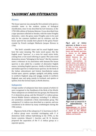 9
Taxonomy and systematics
Names
The house sparrow was among the first animals to be given a
scientific name in the modern system of biological
classification, since it was described by Carl Linnaeus, in the
1758 10th edition of Systema Naturae. It was described from
a type specimen collected in Sweden, with the name Fringilla
domestica . Later, the genus name Fringilla came to be used
only for the common chaffinch and its relatives, and the
house sparrow has usually been placed in the genus Passer
created by French zoologist Mathurin Jacques Brisson in
1760.
The bird's scientific name and its usual English name
have the same meaning. The Latin word passer, like the
English word "sparrow", is a term for small active birds,
coming from a root word referring to speed. The Latin word
domesticus means "belonging to the house", like the common
name a reference to its association with humans.The house
sparrow is also called by a number of alternative English
names, including English sparrow, chiefly in North America;
and Indian sparrow or Indian house sparrow, for the birds of
the Indian subcontinent and Central Asia.Dialectal names
include sparr, sparrer, spadger, spadgick, and philip, mainly
in southern England; spug and spuggy, mainly in northern
England; spur and sprig, mainly in Scotland; and spatzie or
spotsie, from the German Spatz, in North America.
Subspecies
A large number of subspecies have been named, of which 12
were recognised in the Handbook of the Birds of the World.
These subspecies are divided into two groups, the Palaearctic
P. d. domesticus group, and the Oriental P. d. indicus group.
Several Middle Eastern subspecies, including P. d. biblicus,
are sometimes considered a third, intermediate group. The
subspecies P. d. indicus was described as a species, and was
considered to be distinct by many ornithologists during the
19th century.
Migratory birds of the subspecies P. d. bactrianus in the P.
d. indicus group were recorded overlapping with P. d.
domesticus birds without hybridising in the 1970s, so the
Soviet scientists Edward I. Gavrilov and M. N. Korelov
proposed the separation of the P. d. indicus group as a
separate species.
Fig.A pair of Italian
sparrows, in Rome In much
of Italy, a form apparently
intermediate between the
house and Spanish sparrows,
is known as the Italian
sparrow. It resembles a
hybrid between the two
species, and is in other
respects intermediate. Its
specific status and origin are
the subject of much debate. In
the Alps, the Italian sparrow
intergrades over a roughly
20 km (12 mi) strip with the
house sparrow.
Fig.A male of subspecies P.
d. balearoibericus in
Istanbul P. d.
balearoibericus von Jordans,
1923, described from Majorca,
is found in the Balearic
Islands, southern France, the
Balkans, and Anatolia.
 