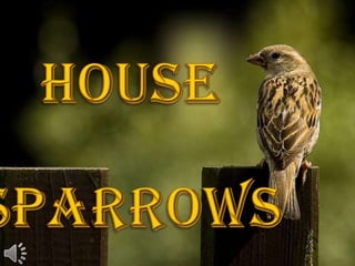 House sparrows (v.m.)