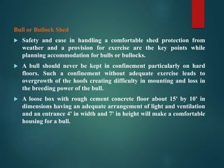 Bull or Bullock Shed
 Safety and ease in handling a comfortable shed protection from
weather and a provision for exercise are the key points while
planning accommodation for bulls or bullocks.
 A bull should never be kept in confinement particularly on hard
floors. Such a confinement without adequate exercise leads to
overgrowth of the hoofs creating difficulty in mounting and loss in
the breeding power of the bull.
 A loose box with rough cement concrete floor about 15' by 10' in
dimensions having an adequate arrangement of light and ventilation
and an entrance 4' in width and 7' in height will make a comfortable
housing for a bull.
 