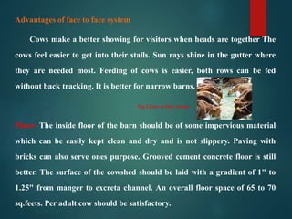 Advantages of face to face system
Cows make a better showing for visitors when heads are together The
cows feel easier to get into their stalls. Sun rays shine in the gutter where
they are needed most. Feeding of cows is easier, both rows can be fed
without back tracking. It is better for narrow barns.
Floor: The inside floor of the barn should be of some impervious material
which can be easily kept clean and dry and is not slippery. Paving with
bricks can also serve ones purpose. Grooved cement concrete floor is still
better. The surface of the cowshed should be laid with a gradient of 1" to
1.25" from manger to excreta channel. An overall floor space of 65 to 70
sq.feets. Per adult cow should be satisfactory.
Fig.2.Face to face system
 