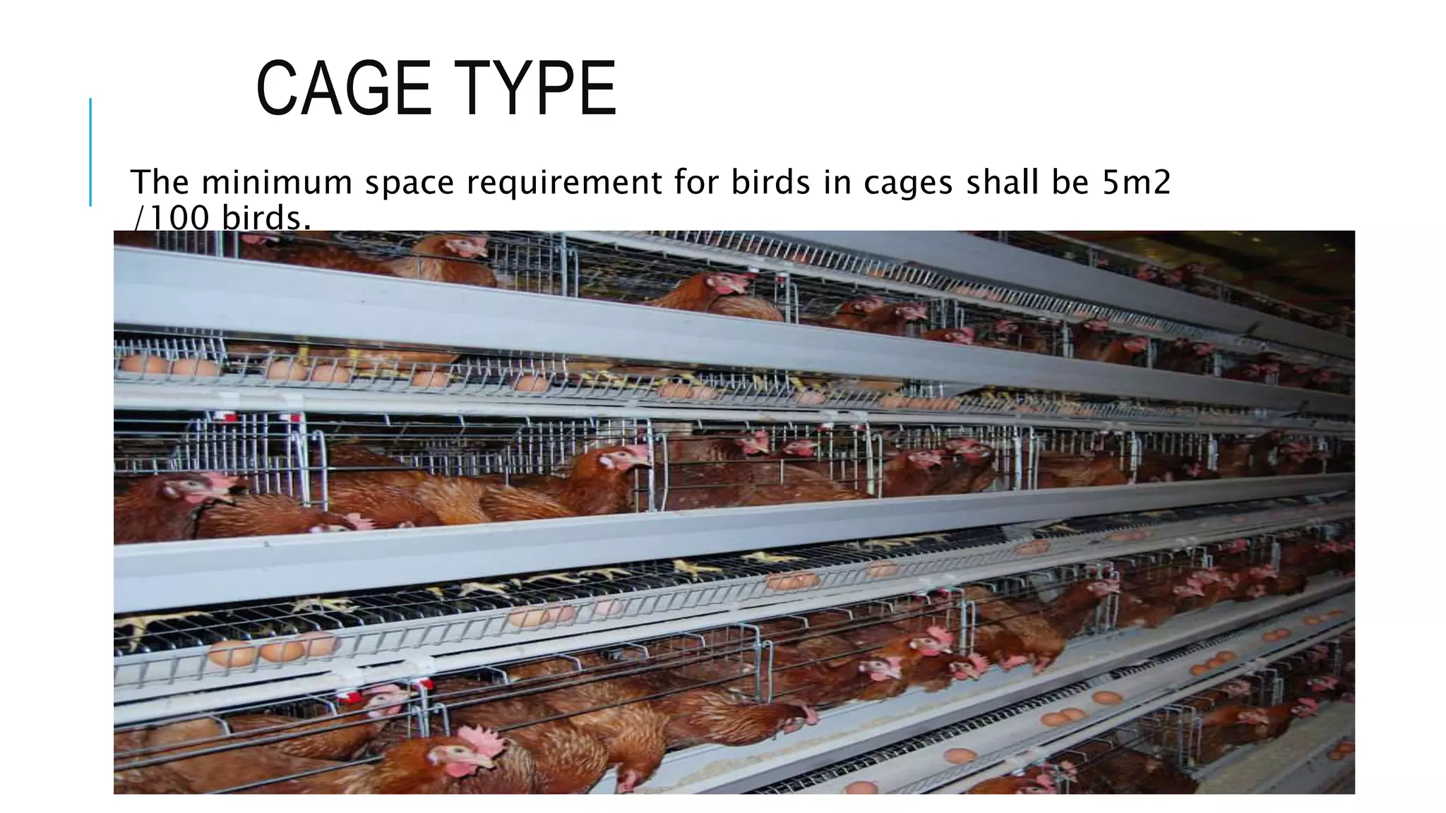CAGE TYPE
The minimum space requirement for birds in cages shall be 5m2
/100 birds.
 