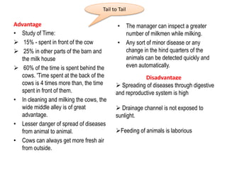 Advantage
• Study of Time:
 15% - spent in front of the cow
 25% in other parts of the barn and
the milk house
 60% of the time is spent behind the
cows. 'Time spent at the back of the
cows is 4 times more than, the time
spent in front of them.
• In cleaning and milking the cows, the
wide middle alley is of great
advantage.
• Lesser danger of spread of diseases
from animal to animal.
• Cows can always get more fresh air
from outside.
• The manager can inspect a greater
number of milkmen while milking.
• Any sort of minor disease or any
change in the hind quarters of the
animals can be detected quickly and
even automatically.
Tail to Tail
Disadvantage
 Spreading of diseases through digestive
and reproductive system is high
 Drainage channel is not exposed to
sunlight.
Feeding of animals is laborious
 