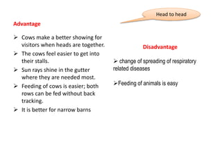Advantage
 Cows make a better showing for
visitors when heads are together.
 The cows feel easier to get into
their stalls.
 Sun rays shine in the gutter
where they are needed most.
 Feeding of cows is easier; both
rows can be fed without back
tracking.
 It is better for narrow barns
Head to head
Disadvantage
 change of spreading of respiratory
related diseases
Feeding of animals is easy
 