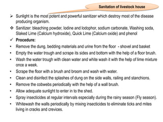  Sunlight is the most potent and powerful sanitizer which destroy most of the disease
producing organism.
 Sanitizer: bleaching powder, Iodine and lodophor, sodium carbonate, Washing soda,
Slaked Lime (Calcium hydroxide), Quick Lime (Calcium oxide) and phenol
 Procedure:
• Remove the dung, bedding materials and urine from the floor - shovel and basket
• Empty the water trough and scrape its sides and bottom with the help of a floor brush.
• Wash the water trough with clean water and white wash it with the help of lime mixture
once a week.
• Scrape the floor with a brush and broom and wash with water.
• Clean and disinfect the splashes of dung on the side walls, railing and stanchions.
• Remove the cobwebs periodically with the help of a wall brush.
• Allow adequate sunlight to enter in to the shed.
• Spray insecticides at regular intervals especially during the rainy season (Fly season).
• Whitewash the walls periodically by mixing insecticides to eliminate ticks and mites
living in cracks and crevices.
Sanitation of livestock house
 
