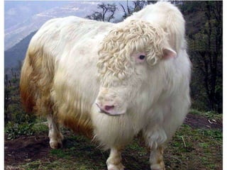 Housing management for better productivity.pptx