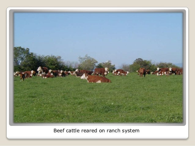 Different types of housing of animals