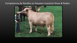 Competencia de Novillos en Houston Livestock Show & Rodeo
 