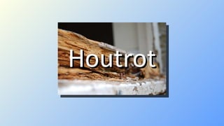 Houtrot 