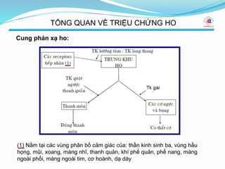 Cung phản xạ ho:
(1) Nằm tại các vùng phân bố cảm giác của: thần kinh sinh ba, vùng hầu
họng, mũi, xoang, màng nhĩ, thanh quản, khí phế quản, phế nang, màng
ngoài phổi, màng ngoài tim, cơ hoành, dạ dày
TỔNG QUAN VỀ TRIỆU CHỨNG HO
 