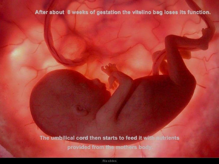 How A Baby Grows In The Mothers Womb