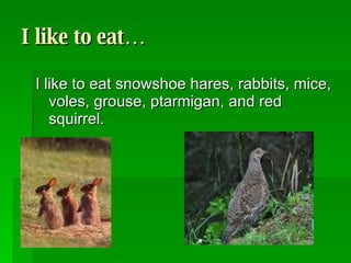 I like to eat… I like to eat snowshoe hares, rabbits, mice, voles, grouse, ptarmigan, and red squirrel.