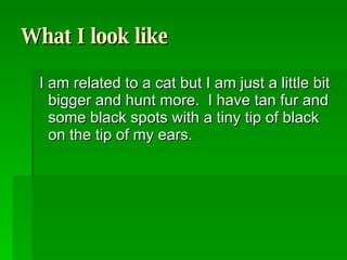 What I look like I am related to a cat but I am just a little bit bigger and hunt more. I have tan fur and some black spots with a tiny tip of black on the tip of my ears.
