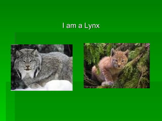 I am a Lynx