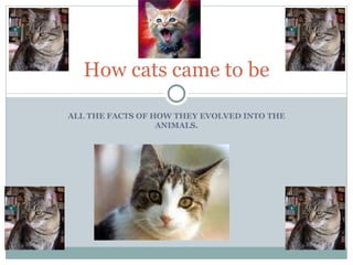 ALL THE FACTS OF HOW THEY EVOLVED INTO THE ANIMALS. How cats came to be 