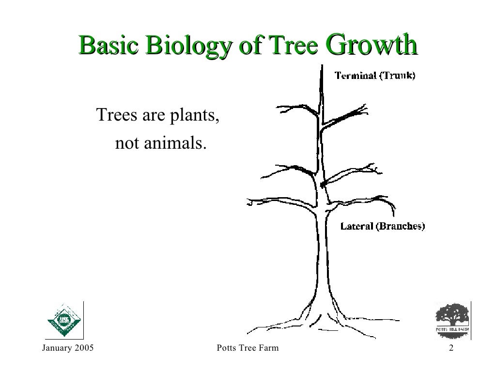 How Do Trees Grow?