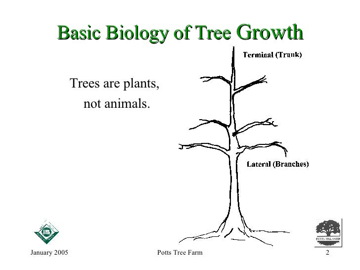 How do animals grow?