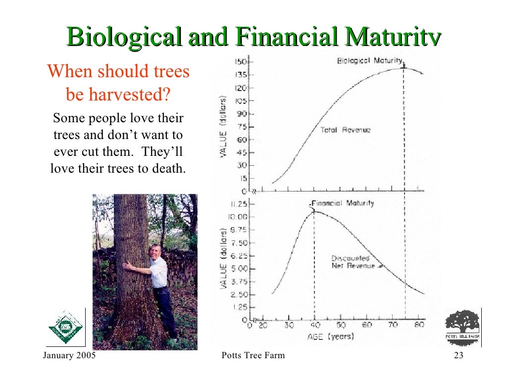 How Do Trees Grow?