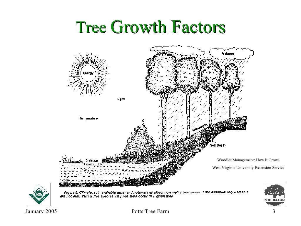 How Do Trees Grow?