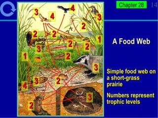 A Food Web Simple food web on a short-grass prairie Numbers represent trophic levels 1 1 2 2 2 2 2 2 2 2 3 3 3 3 3 3 4 4 4 