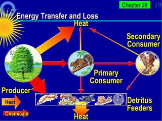 Energy Transfer and Loss Heat Heat Producer Primary Consumer Secondary Consumer Detritus Feeders Heat Chemicals 