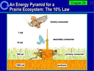 An Energy Pyramid for a Prairie Ecosystem: The 10% Law 