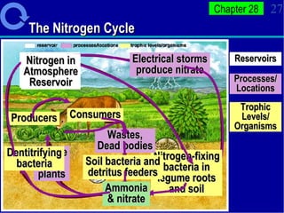 The Nitrogen Cycle Nitrogen in Atmosphere Reservoir Nitrogen in Atmosphere Reservoir Electrical storms produce nitrate Ammonia & nitrate Nitrogen-fixing bacteria in legume roots and soil Ammonia & nitrate Uptake by plants Producers Consumers Wastes, Dead bodies Soil bacteria and detritus feeders Ammonia & nitrate Dentitrifying bacteria Nitrogen in Atmosphere Reservoir Reservoirs Processes/ Locations Trophic Levels/ Organisms 