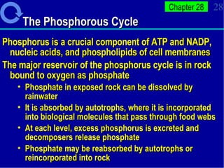 The Phosphorous Cycle Phosphorus is a crucial component of ATP and NADP, nucleic acids, and phospholipids of cell membranes  The major reservoir of the phosphorus cycle is in rock bound to oxygen as phosphate Phosphate in exposed rock can be dissolved by rainwater It is absorbed by autotrophs, where it is incorporated into biological molecules that pass through food webs At each level, excess phosphorus is excreted and decomposers release phosphate Phosphate may be reabsorbed by autotrophs or reincorporated into rock 